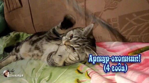 Из нашего семейного архива. Артур-охотник🐱