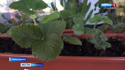 В Поморье всё больше северян выращивают овощи и даже ягоды в городских квартирах