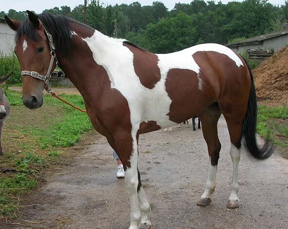 Тобиано масть. 