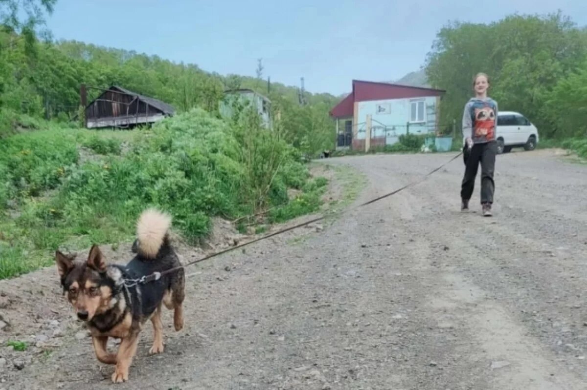    С 17 августа в камчатских приютах стартует акция «Выходные с другом»