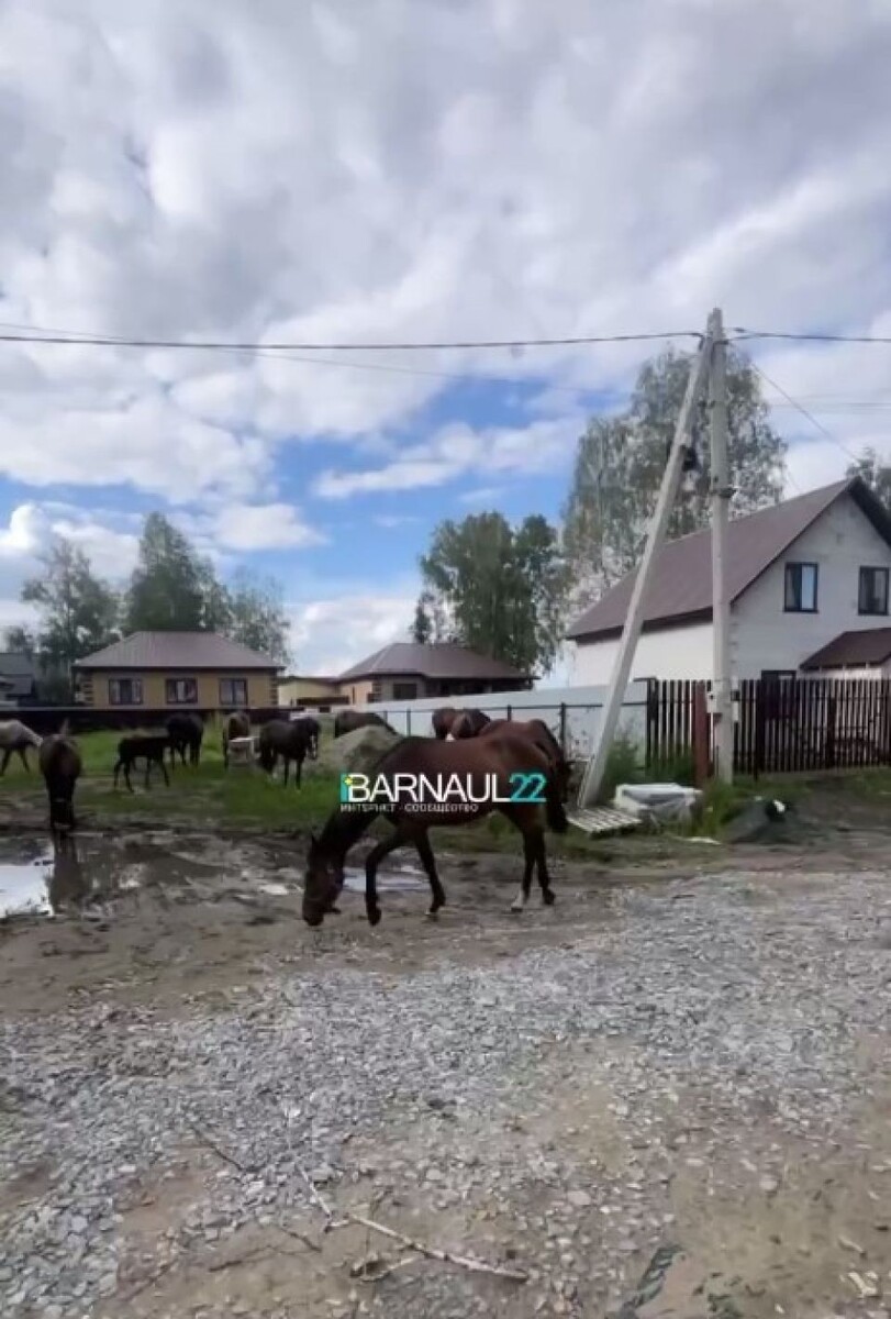    Лошади во Власихе. Источник: кадр видео, t.me/barnaul22official