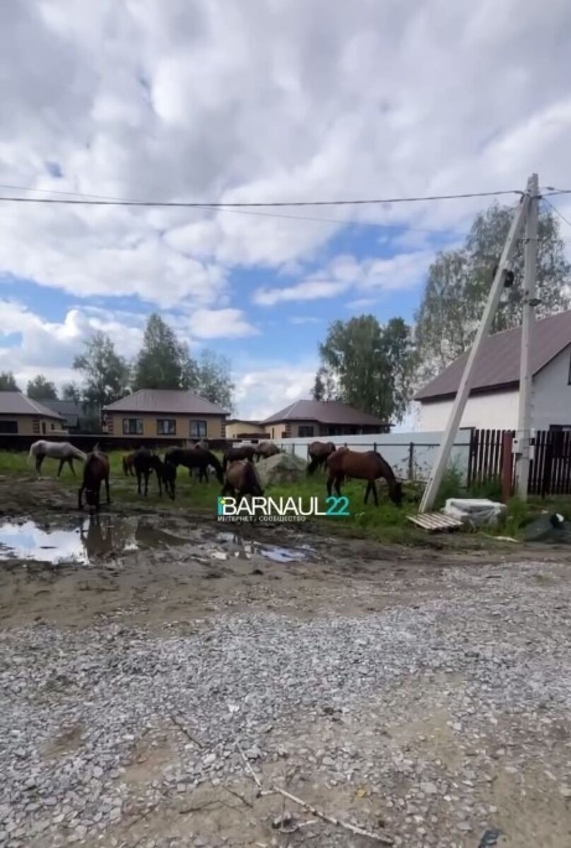    Лошади во Власихе. Источник: кадр видео, t.me/barnaul22official