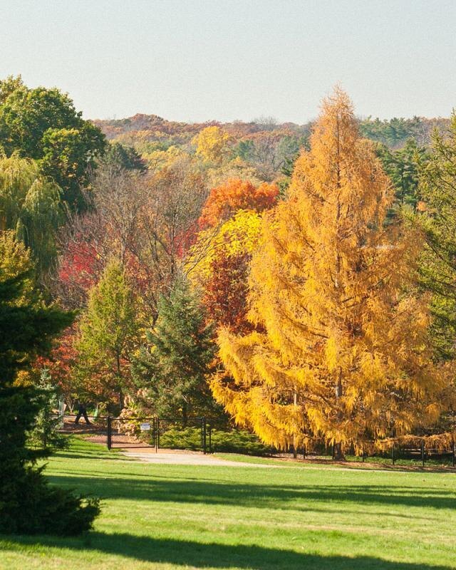 Лиственница осенью 