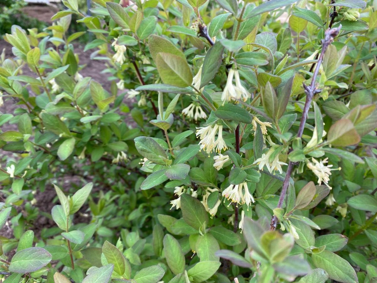 Есть ряд преимуществ в осенней посадке