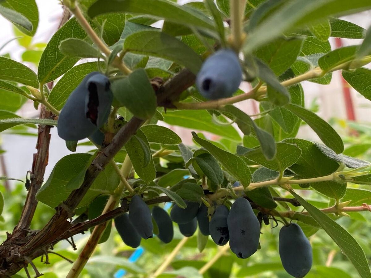 Северная красавица - жимолость