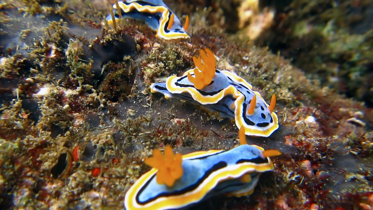Chromodoris quadricolor - возможно, смесь видов.