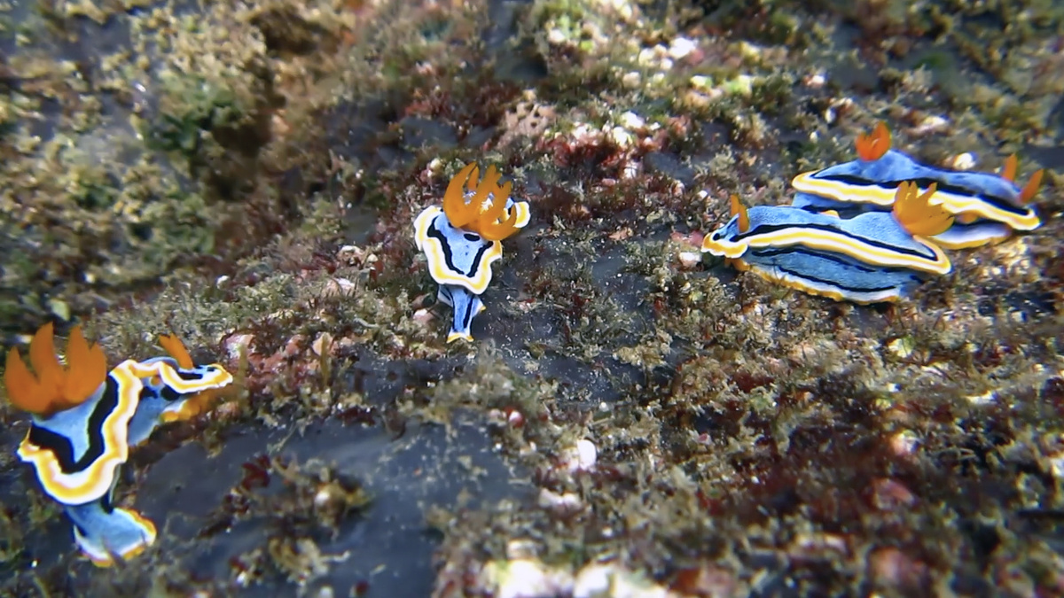 В прямом смысле группа четырехцветных хромодорисов.