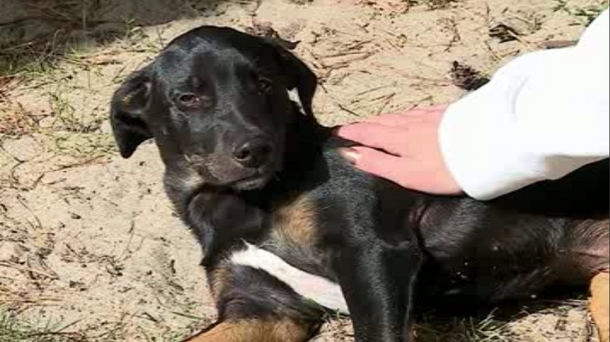    В Курск прибыла гуманитарная помощь для животных, оставленных жителями во время эвакуации