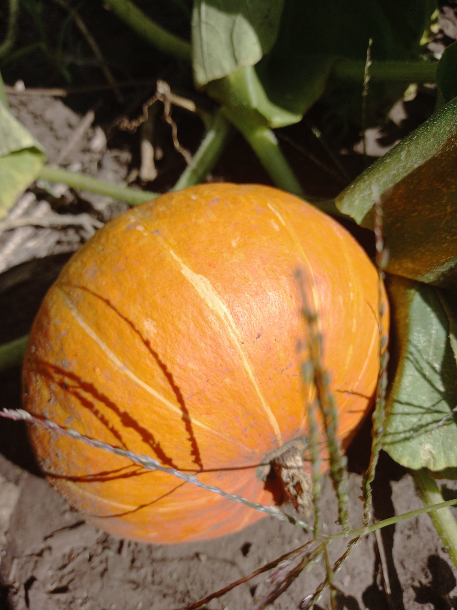 Почти поспели...