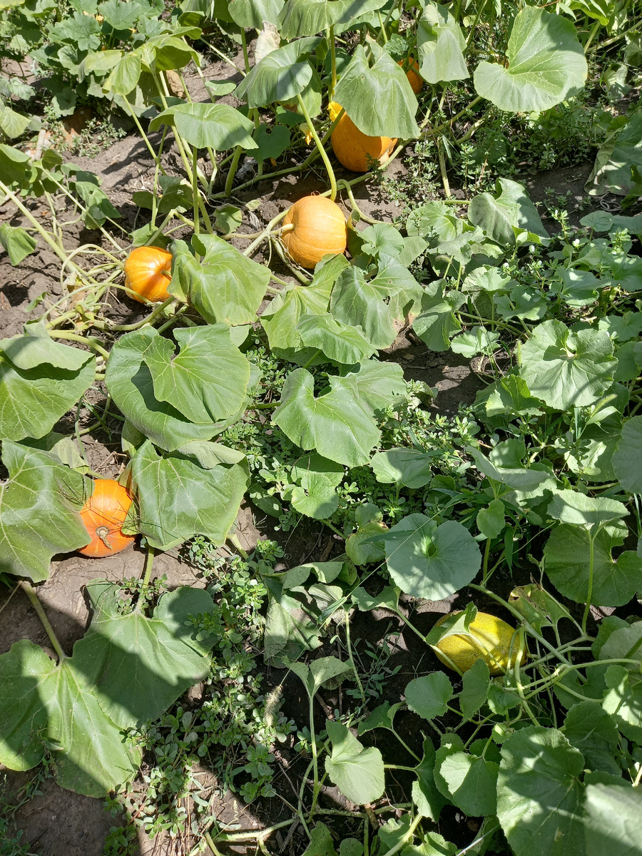 Пора обрезать