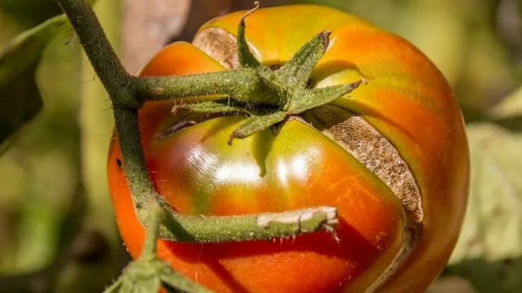 Треснутые помидоры портят урожай: 5 проверенных способов спасти плоды и увеличить сбор – на 30%