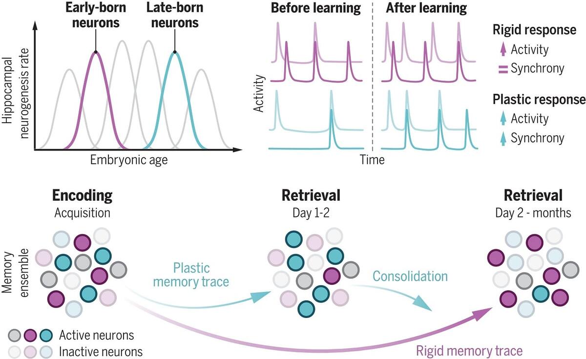    Исследователи обнаружили, что разные копии одного и того же воспоминания по-разному преобразуются с течением времени / © Vilde A. Kviem et al., Science