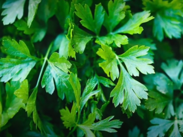 6 ПОЛЕЗНЫХ СВОЙСТВ ПЕТРУШКИ