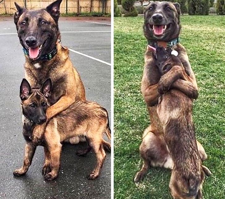 What animals do for people