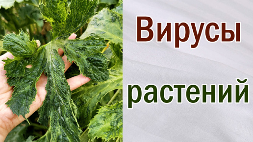 Вирусы растений. Как определить. Что делать.