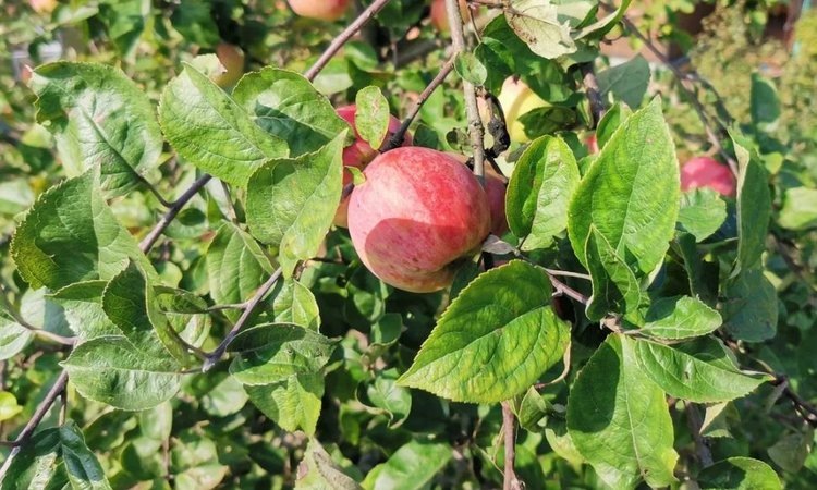    В обсуждении будущего российского садоводства и селекции принимают участие ученые ФГБУ «ВНИИКР»