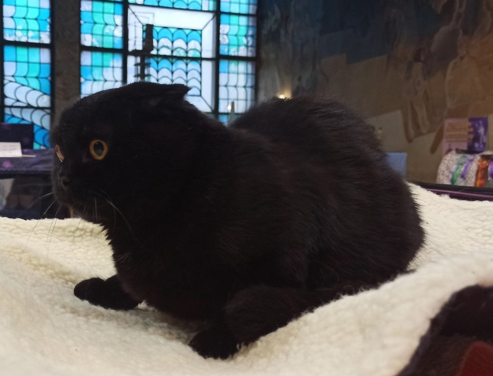    На выставке было представлено свыше 30 пород кошечек из разных уголков Сибири Павел БАСТРЫГИН