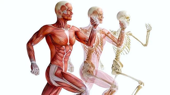 Непрерывная фасциальная сеть - вплоть до клетки - сохраняет на своих местах  все составляющие нашего тела