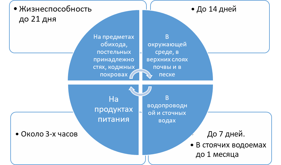 диаграмма автора