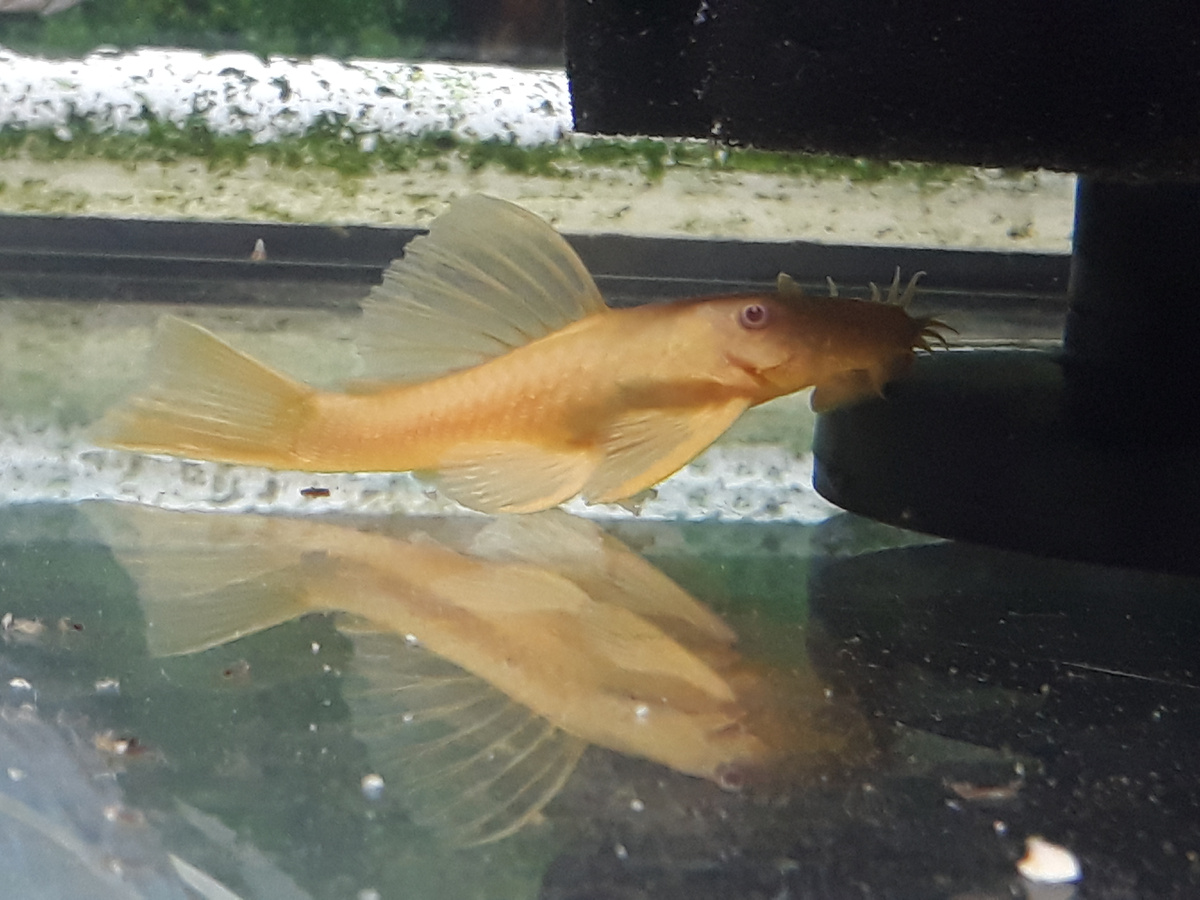 Анциструс обыкновенный (лат. Ancistrus dolichopterus var. albino)