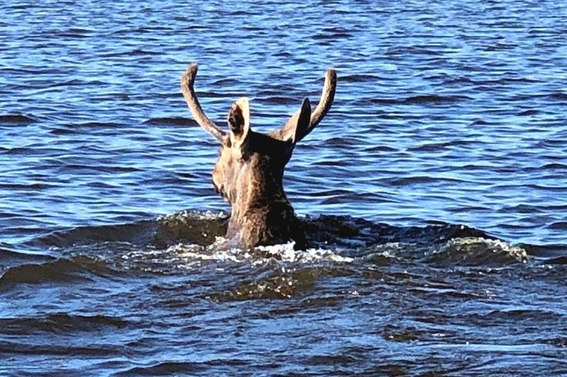    Животное видели сегодня в реке напротив "Севергазбанка". Пока спасатели добирались до места, лось доплыл до устья Ягорбы.