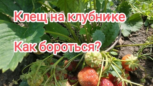 Клещ на клубниее: признаки поражения и как бороться.