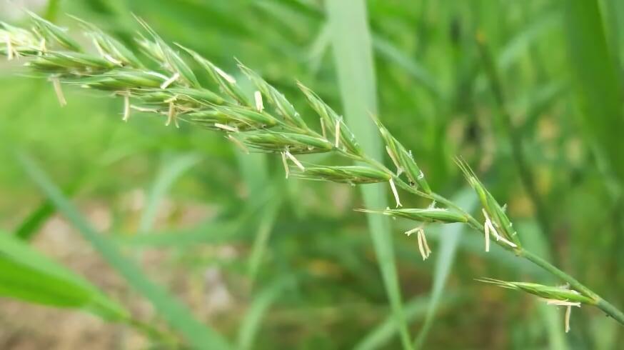 Elytrigia repens - Image of an specimen - Plantarium