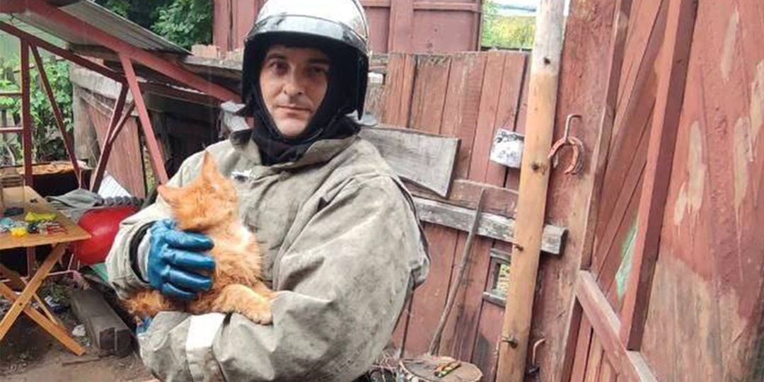 В Красноярском крае спасли мейн-куна Симбу, покорявшего дерево