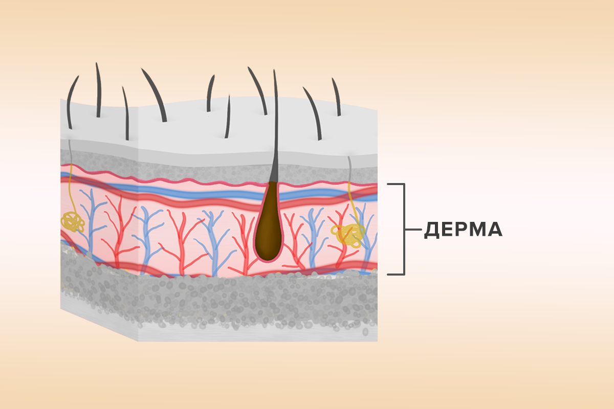 Дерма – средний слой кожи.