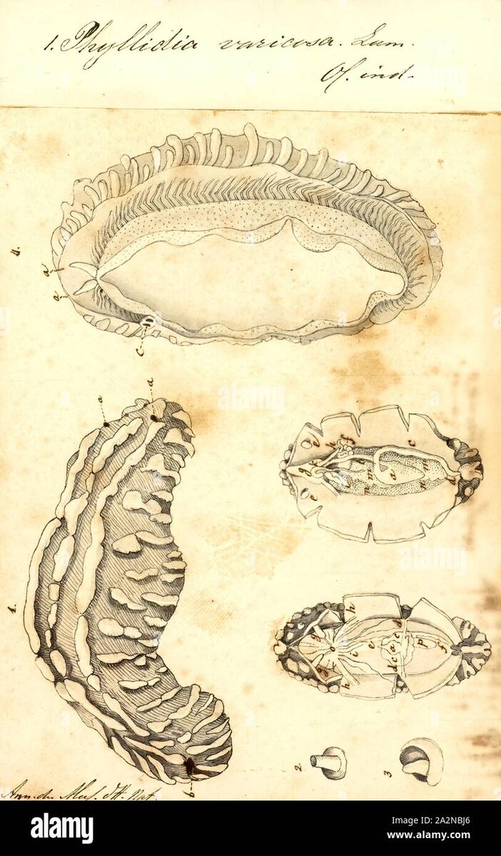Строение Phyllidia varicosa.