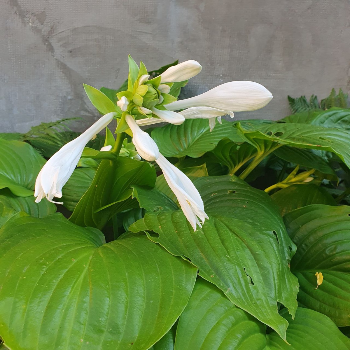 Очередной дикорастущий, но симпатичный сорняк рядом с домом.