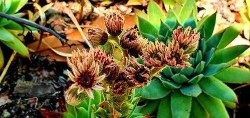    Фото: Telegram-канал Дендропарк «Южные культуры»