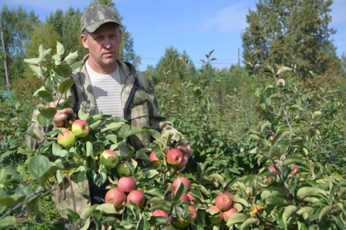    Миллиард под кустом.