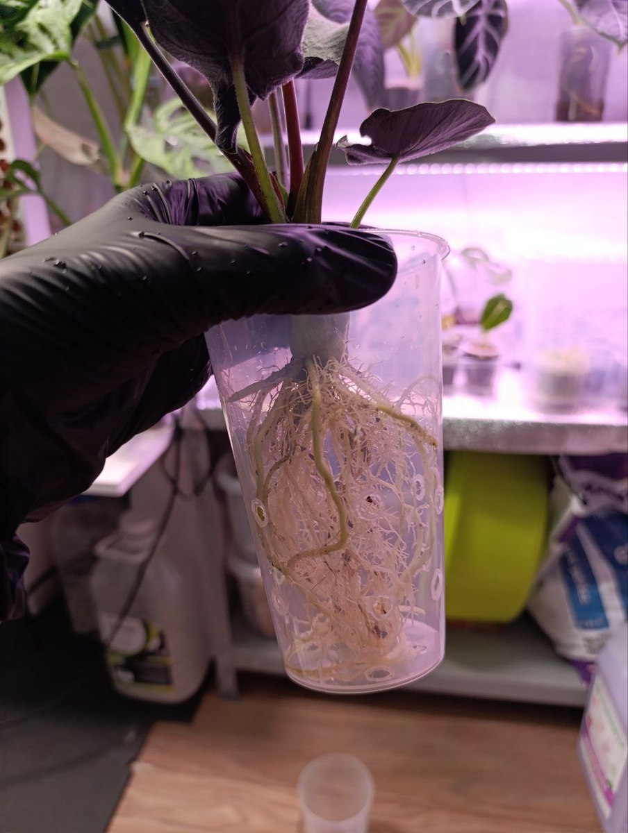 Примеряем горшок