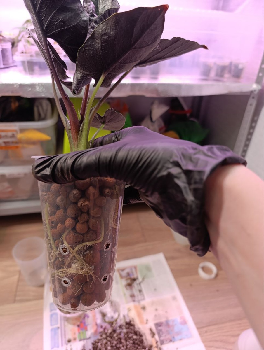 Добавляем субстрат. Корни видно - все сделано правильно!