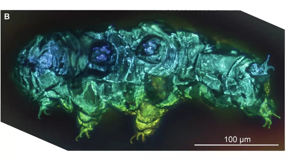     Источник: Communications Biology