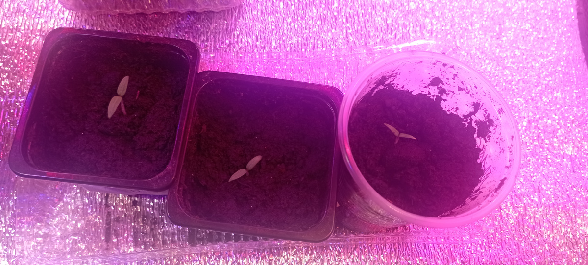 Сегодня взошёл тот, что справа. 