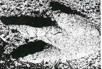 Найденный след