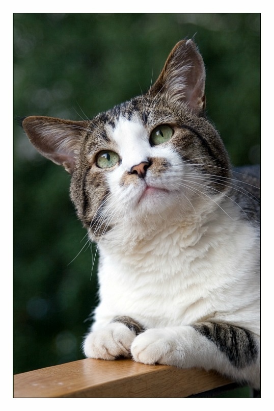 Наш Лось, фото 2011 года