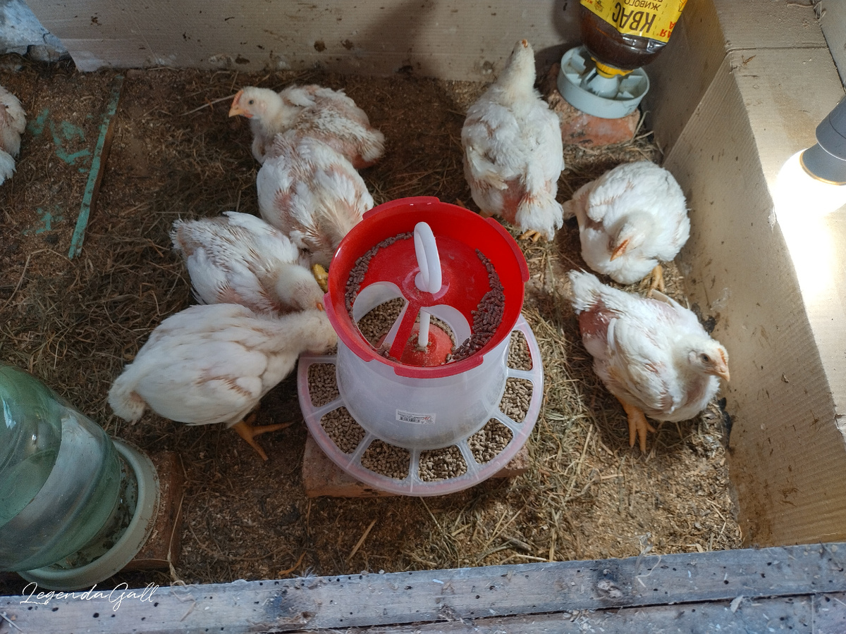 Они уже такие большие....