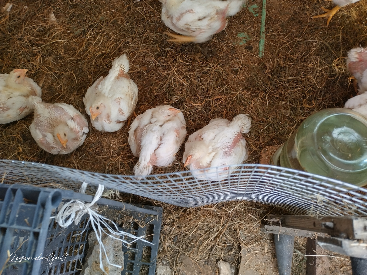 Круглые стали, и перемещаются, как мячики