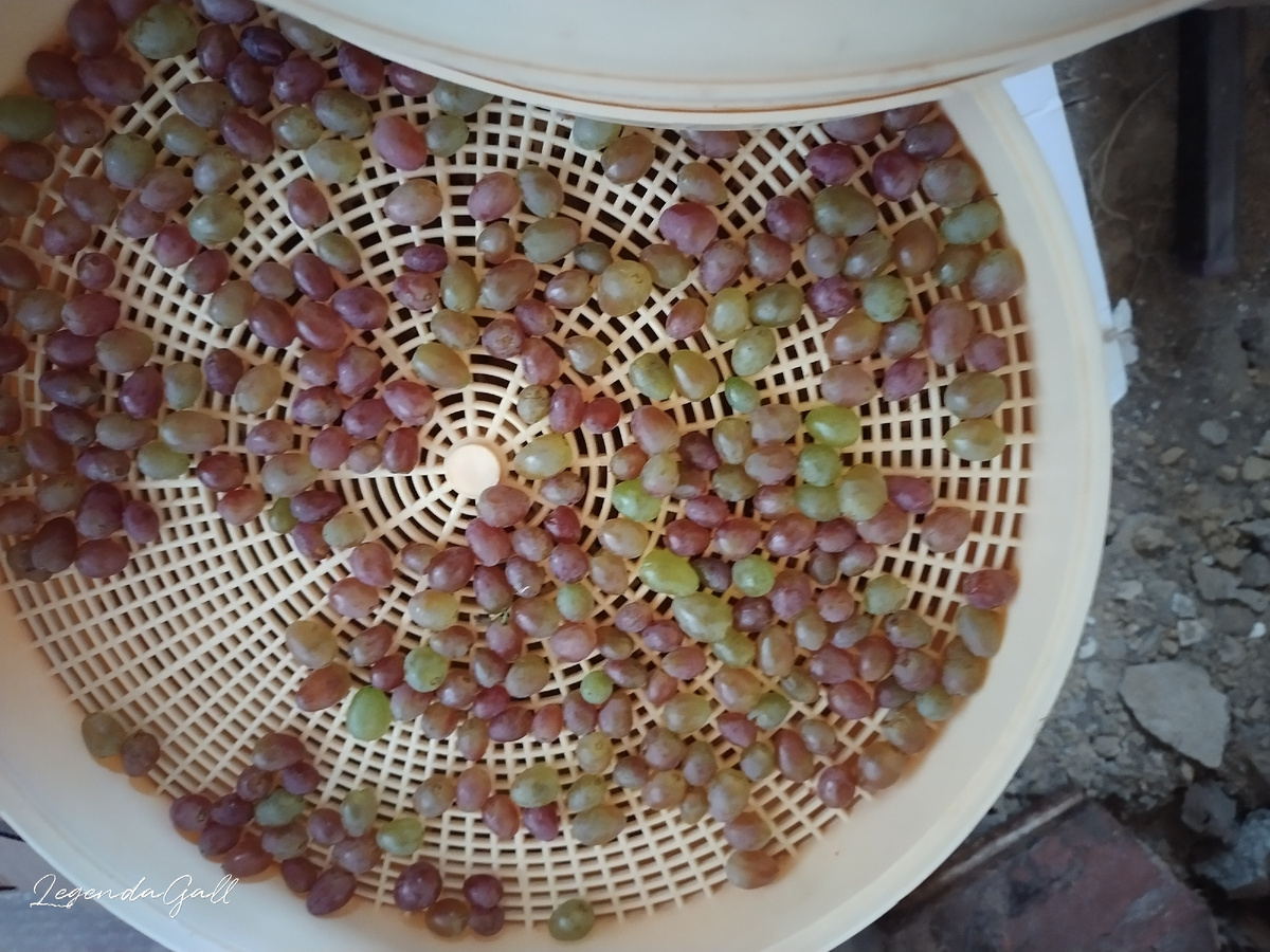 И виноград целый тоже не быстро