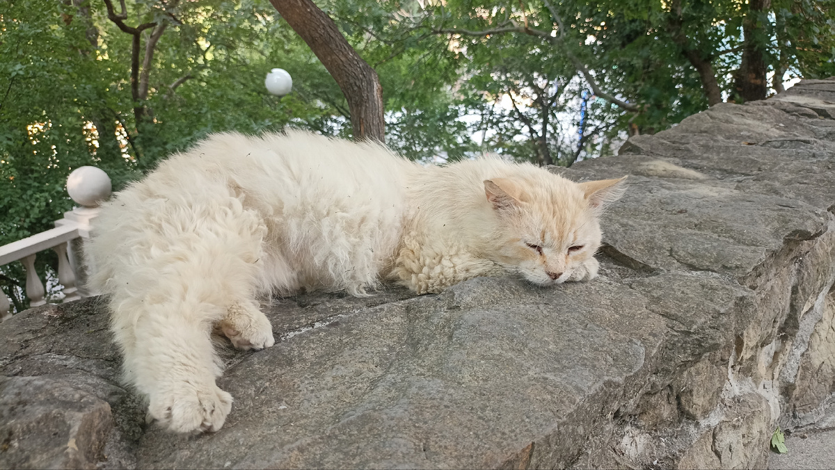 Котика я и тут нашла. Даже не одного. 