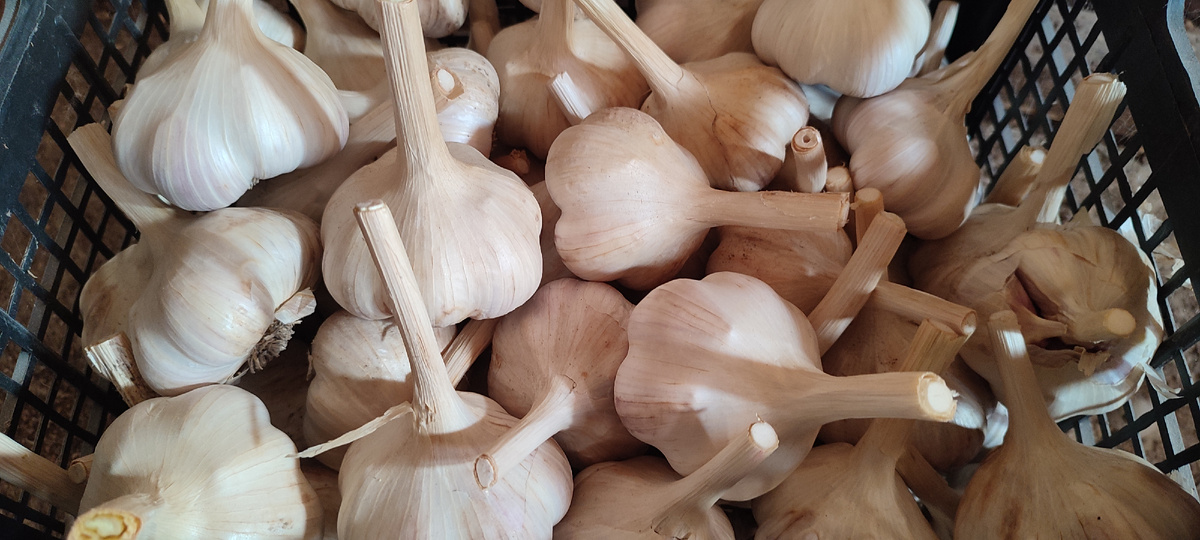 Чеснок в этом году шикарный