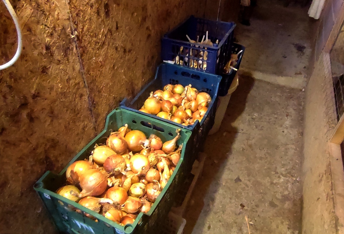 Это уже готовый урожай, остальной ещё сушится