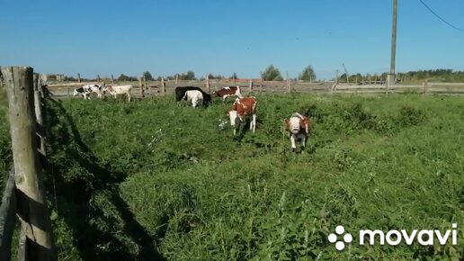 Приучаем телят к электропастуху! Убираем территорию вокруг фермы! Достраиваем новый сарай! Почему телята для нас - дети?!!