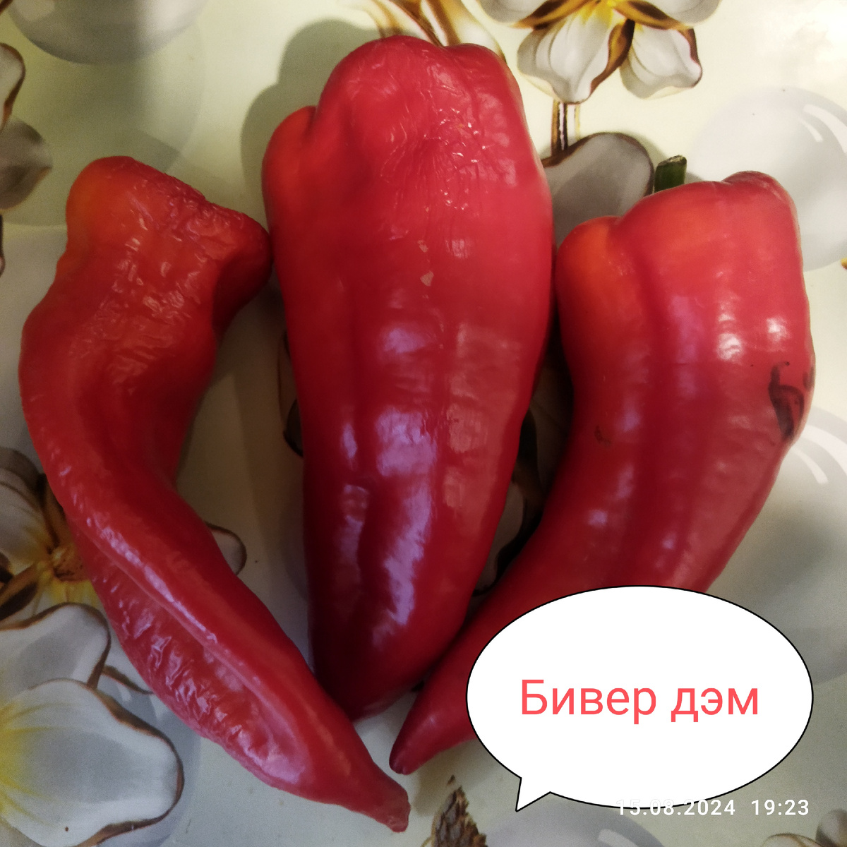Доспевал дома, конечно