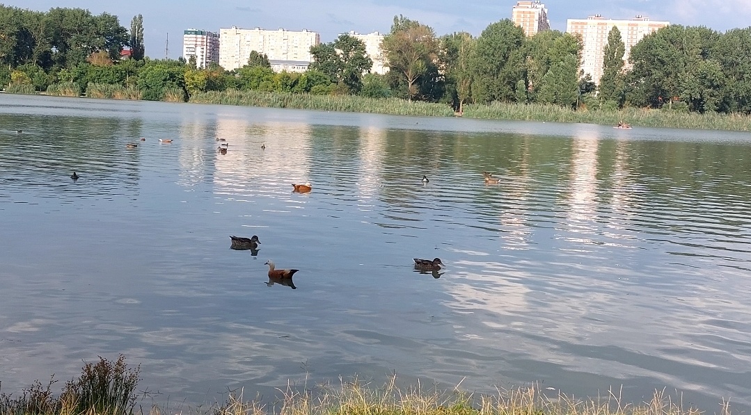 Те самые уточки в парке, фото автора 