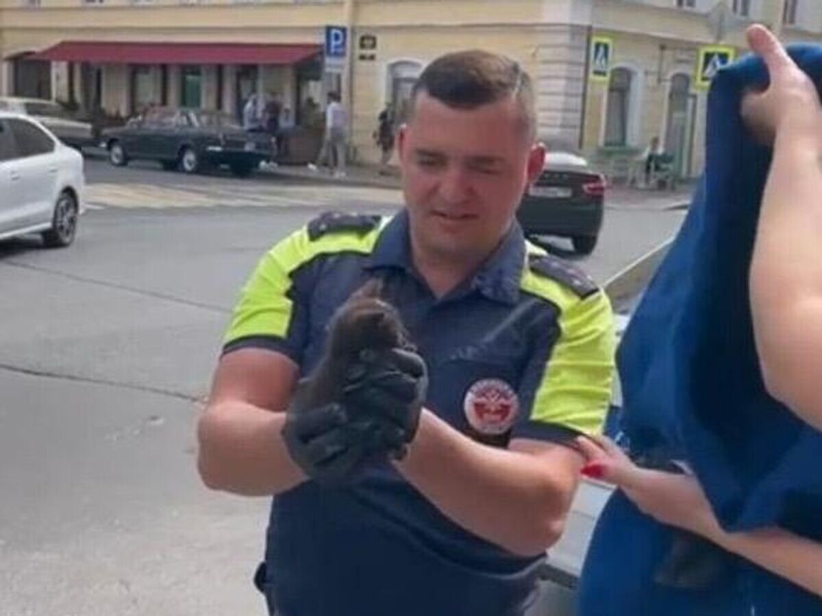    Сотрудники петербургской Госавтоинспекции спасли котёнка, застрявшего под капотом автомобиля© Фото : Госавтоинспекция по г. СПб и ЛО