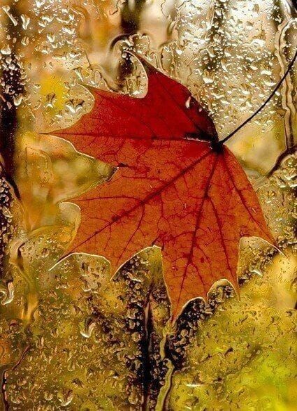 Фото из  Pinterest